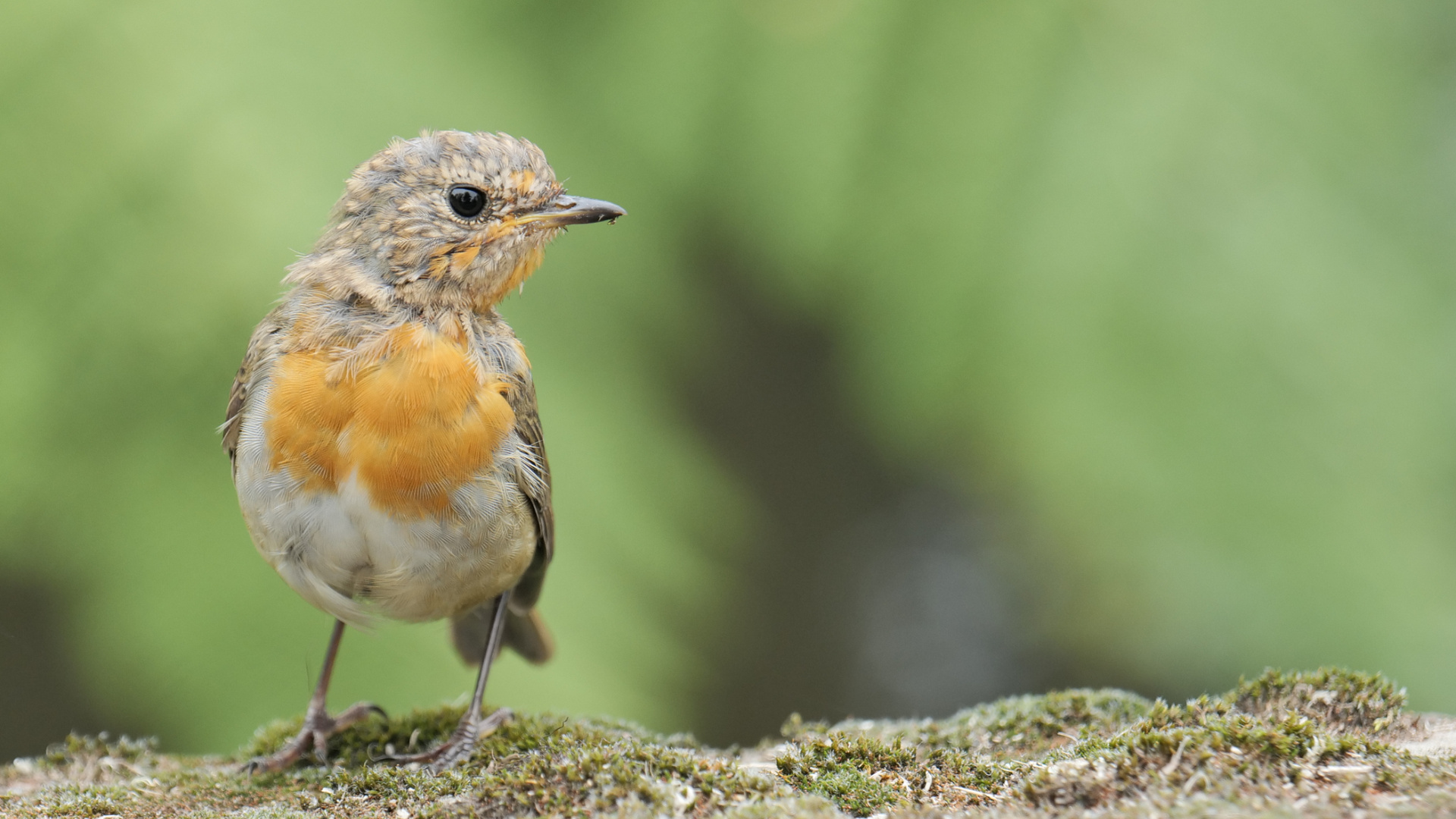 Vinagreira Erithacus Rubecula