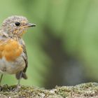 Vinagreira Erithacus Rubecula