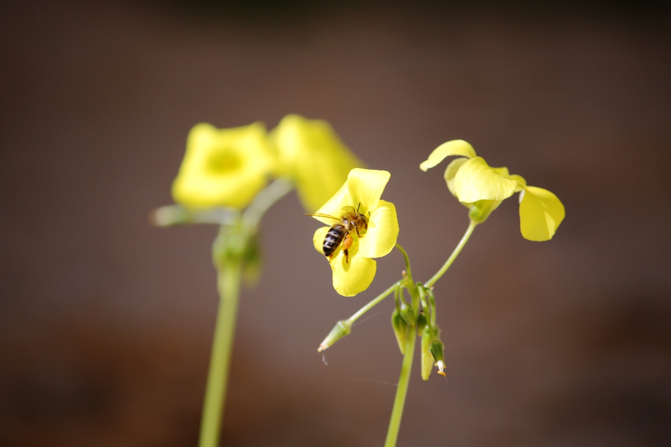 vinagrera y abeja