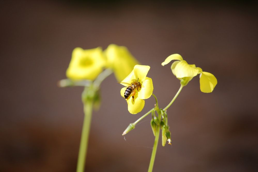 vinagrera y abeja