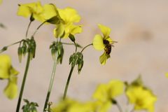 vinagrera y abeja.