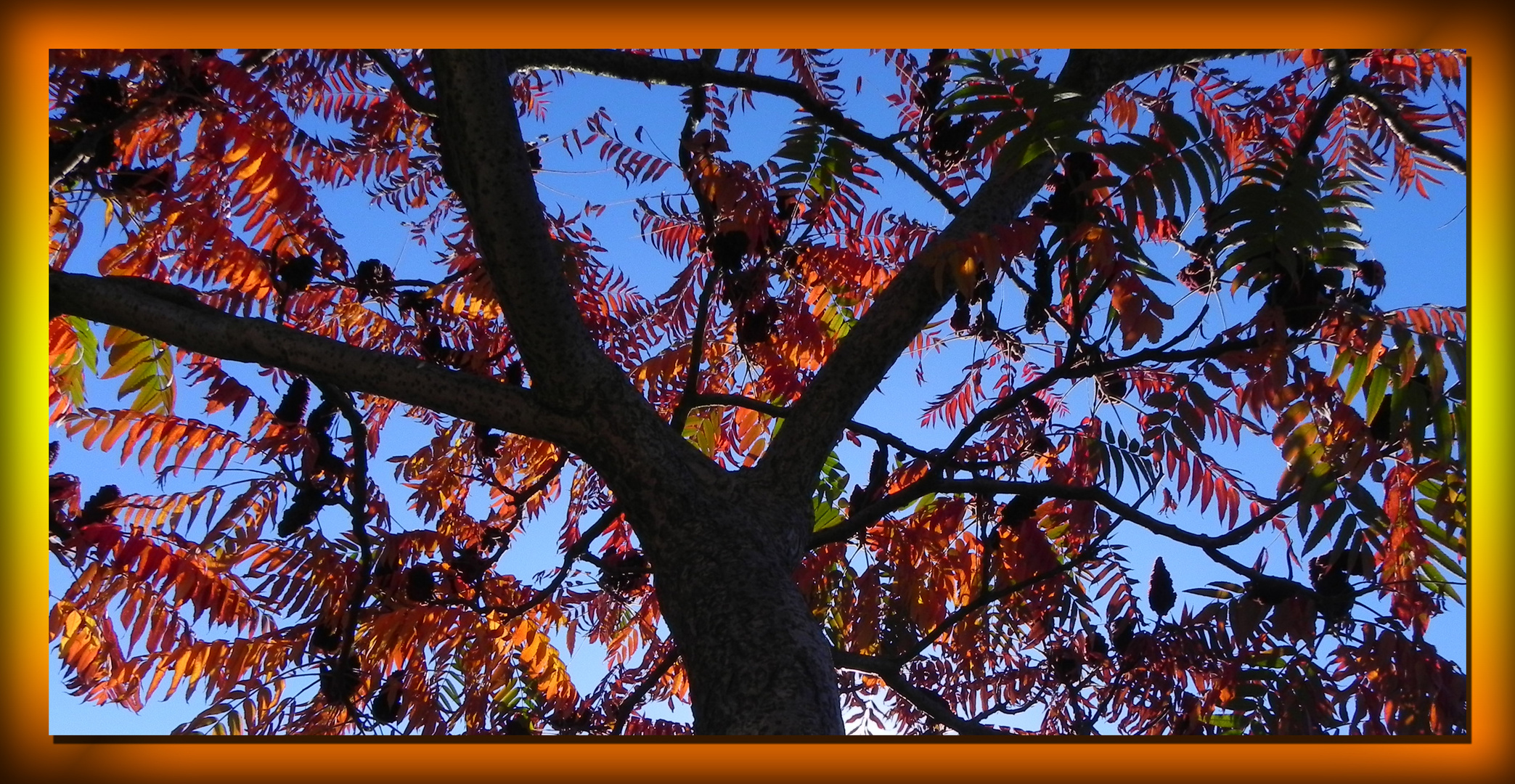 Vinaigrier ou sumac en automne