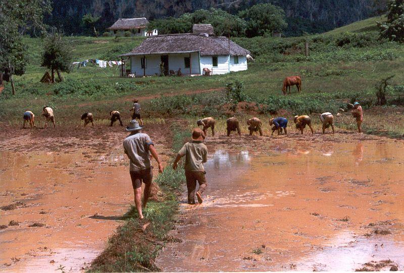 Vinales - Bauern