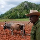 Vinales . Paysan Cubain .