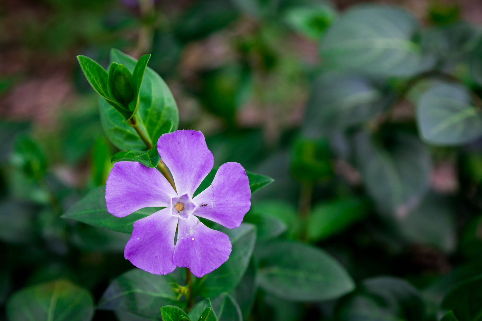 Vinca