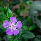 Vinca