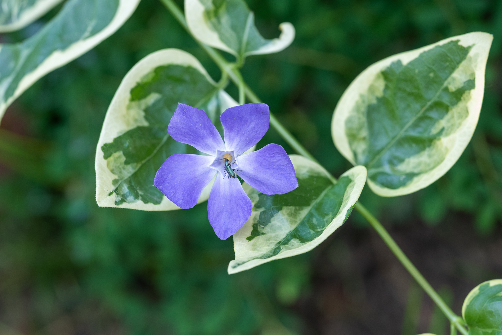 Vinca