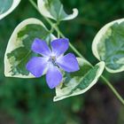 Vinca