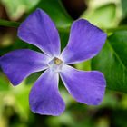 Vinca