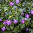 Vinca