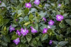 Vinca