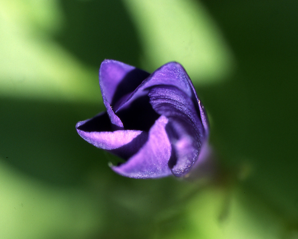 vinca von Antonio Trentin 