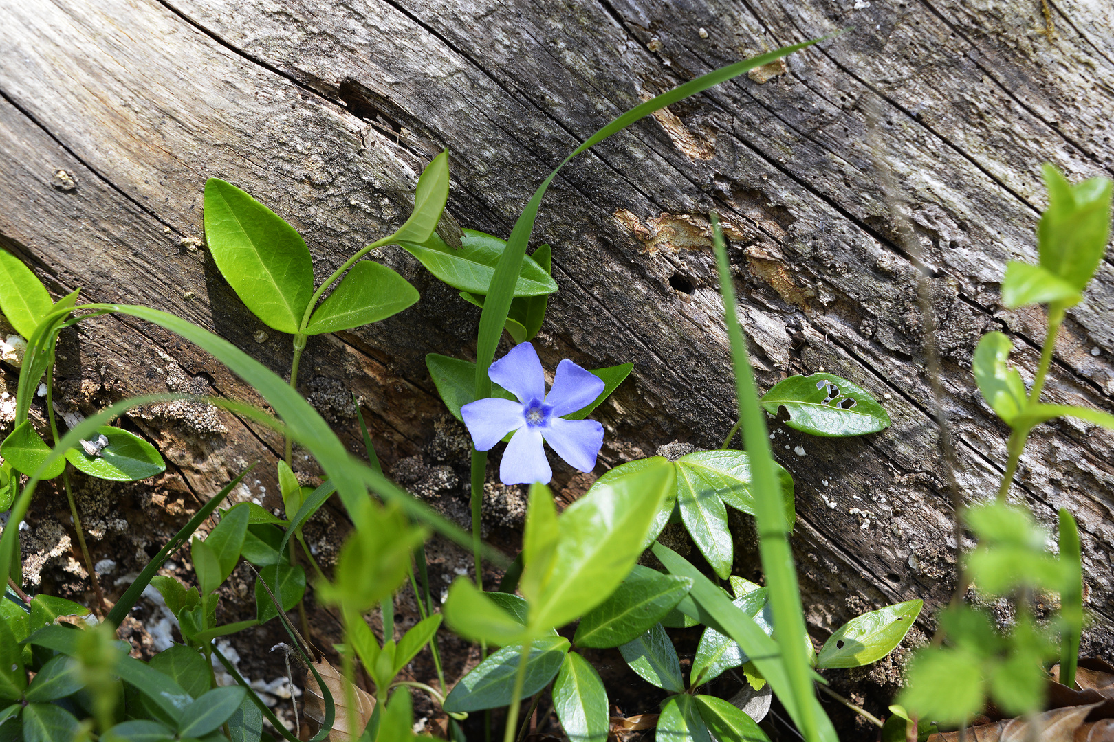 Vinca Major