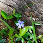 Vinca Major