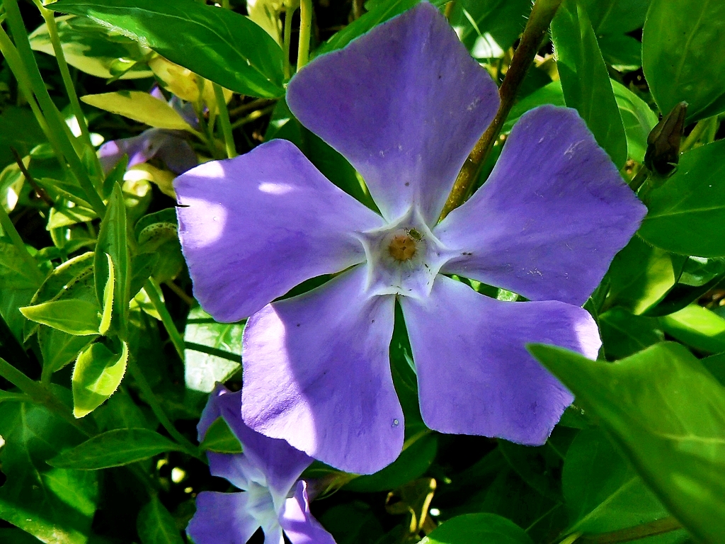 Vinca major