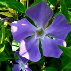 Vinca major