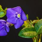 vinca-minor