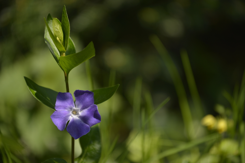 VINCA MINOR BLÜTE - IMMERGRÜN