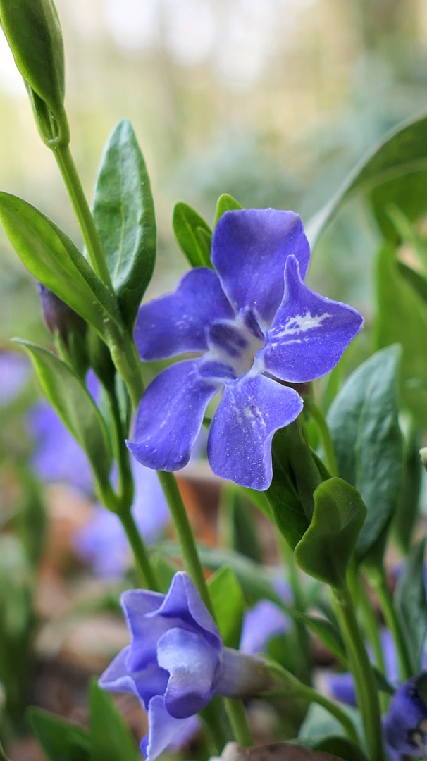 Vinca minor