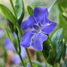 Vinca minor