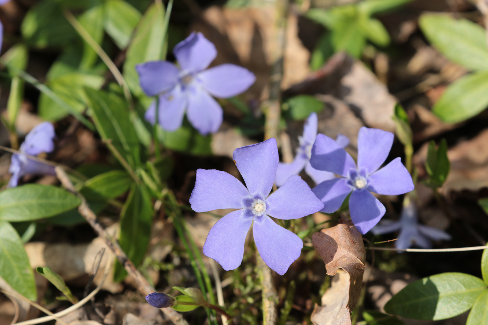 Vinca minor - Kleinblättriges Immergrün