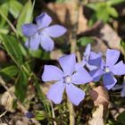 Vinca minor - Kleinblättriges Immergrün