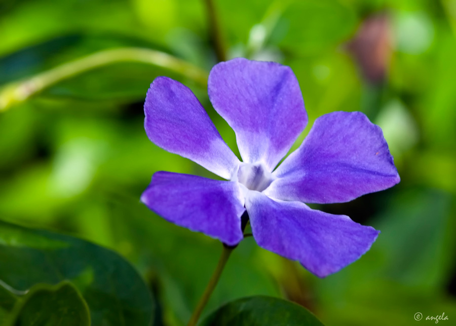 Vinca (vinca maior)