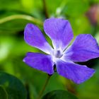 Vinca (vinca maior)