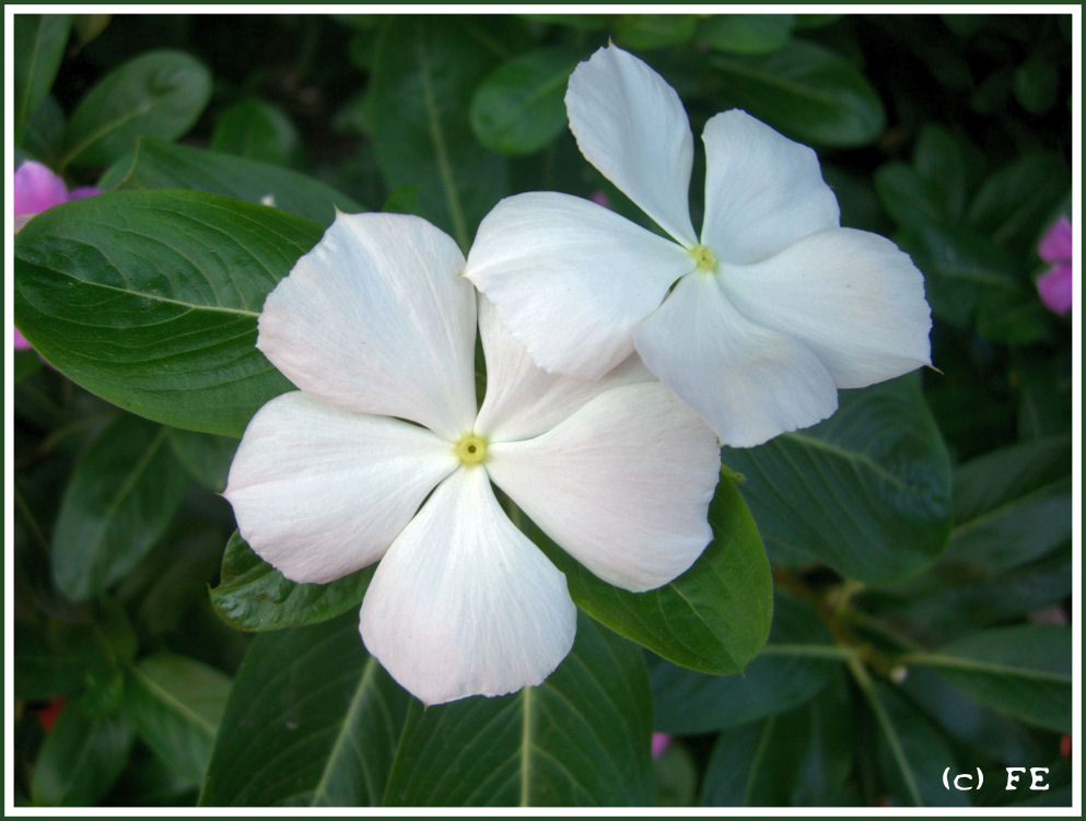 Vincas in Playa del Carmen