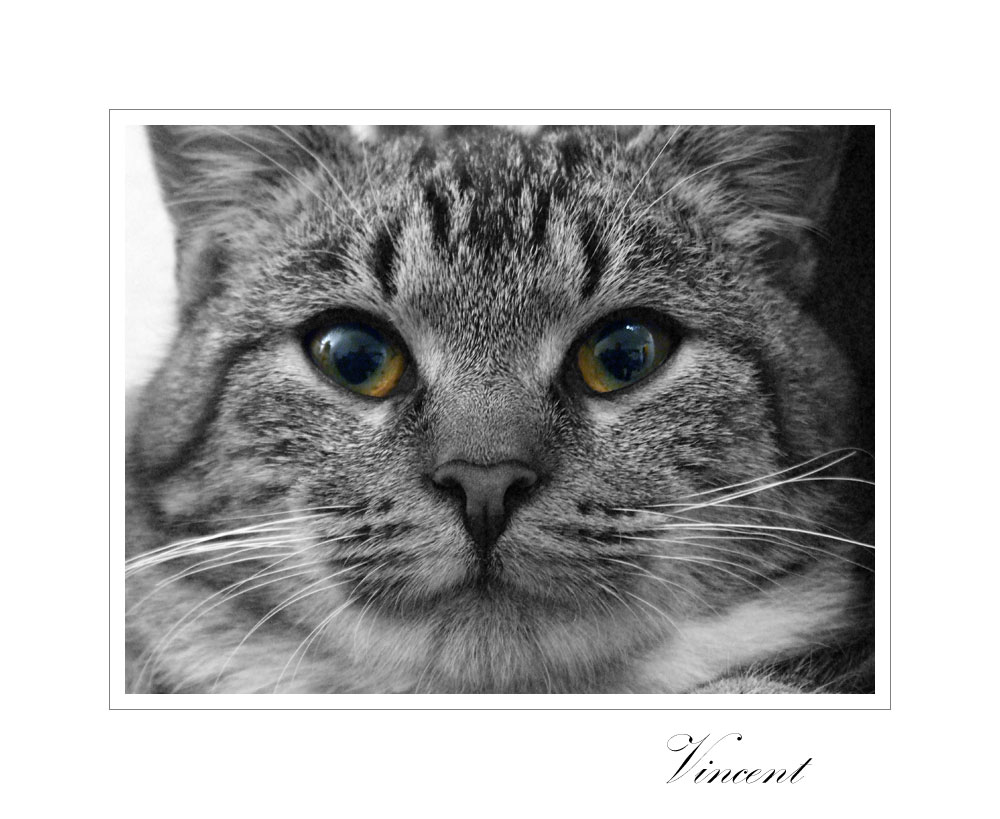 Vincent 5 - Portrait