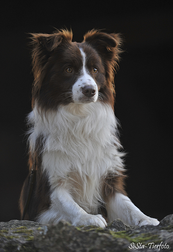 Vincent - Border Collie