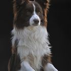 Vincent - Border Collie