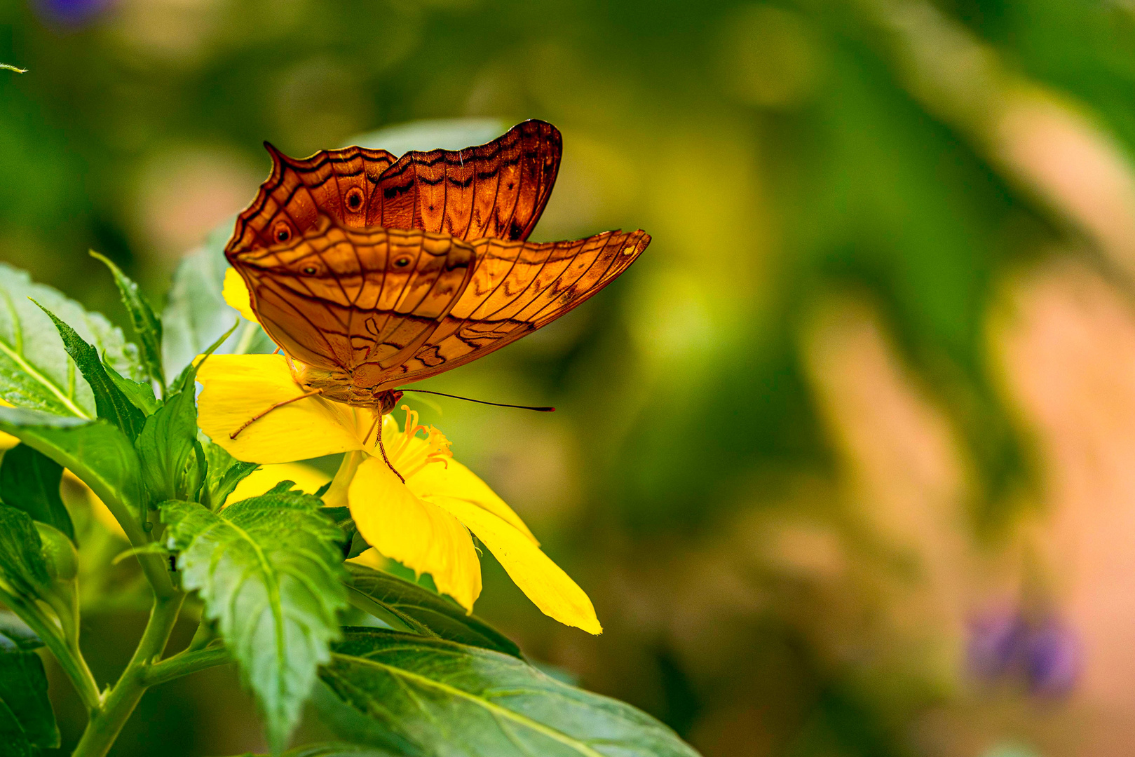 Vindula arsinoe auf einer Blume / Cruiser on a flower