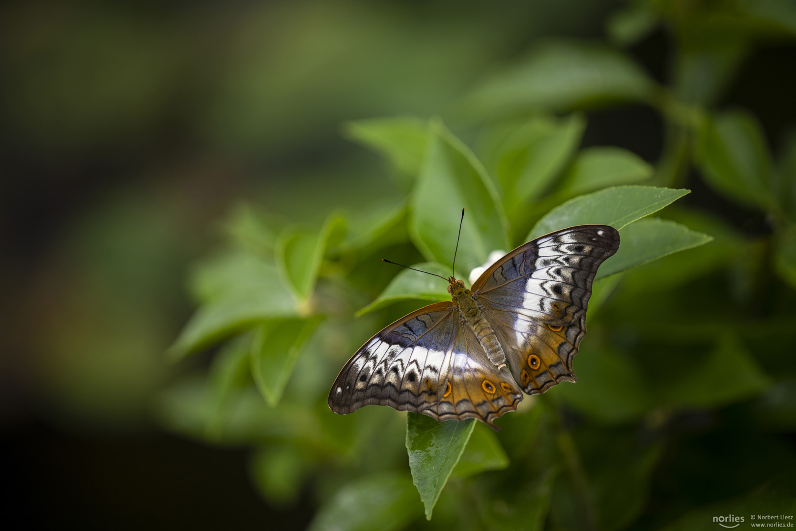 vindula dejone female