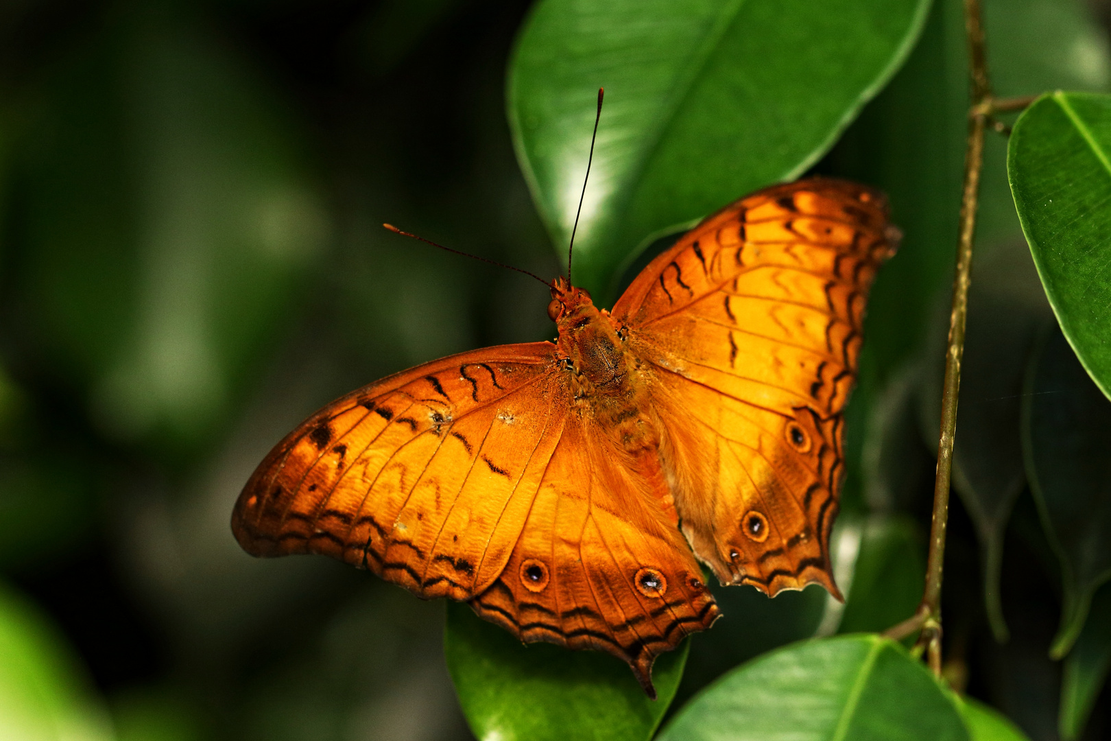 Vindula erota male