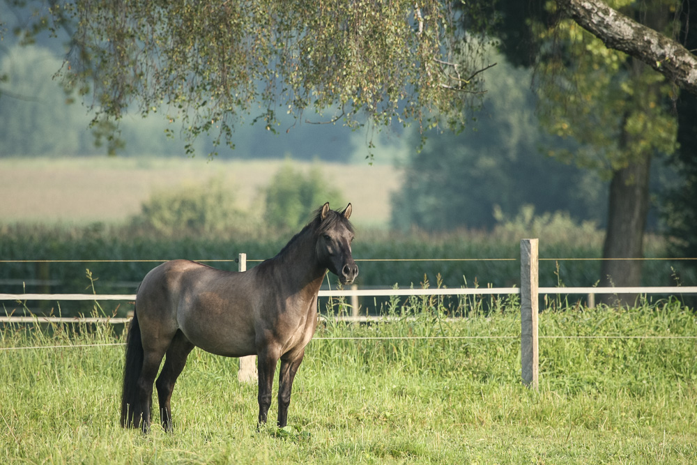 Vindur (Dülmener Wildpferd)