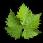 Vine Leaf