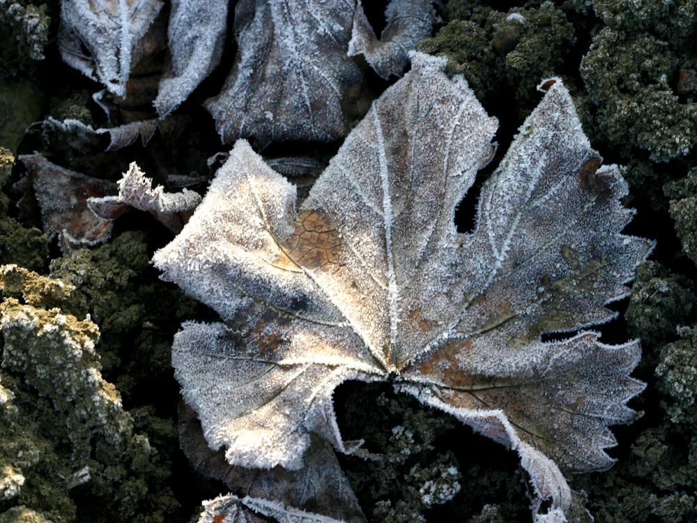 Vine Leaf - last Season