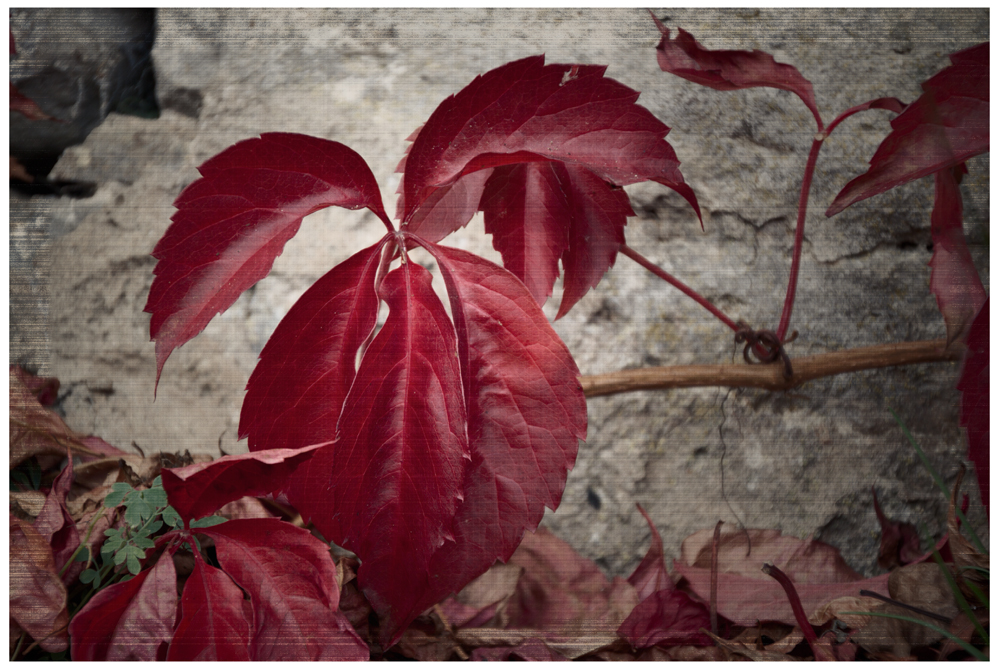 vine leaves...