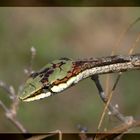 Vine- oder Twig Snake