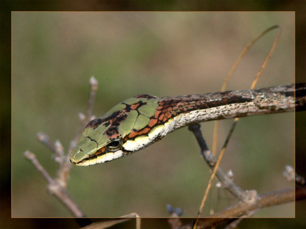 Vine- oder Twig Snake