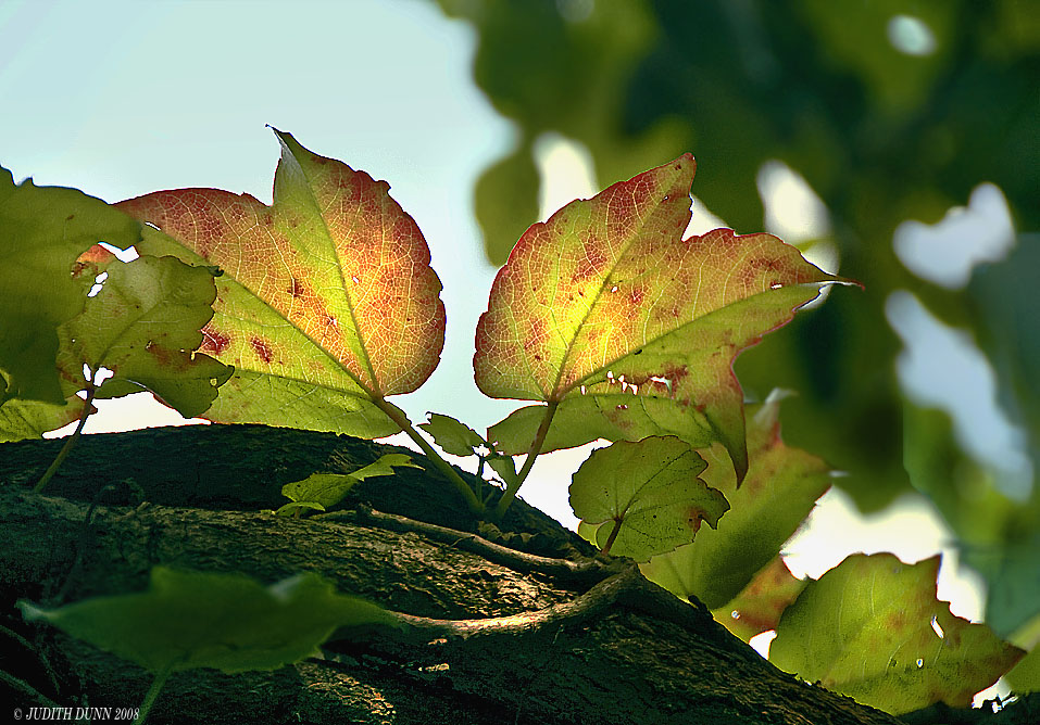 .. vine of the Vaucluse..