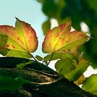 .. vine of the Vaucluse..