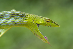 VINE SNAKE