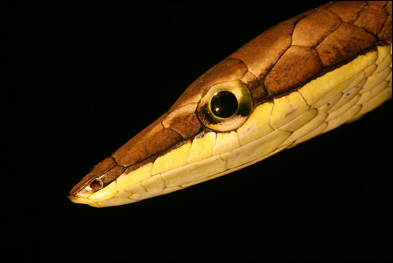 Vine Snake - II