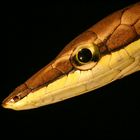 Vine Snake - II