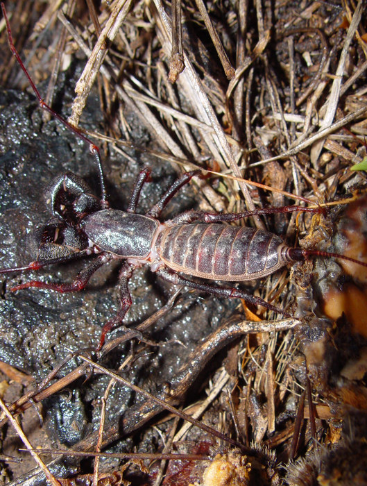 'Vinegaroon' (Mastigoproctus giganteus) oder 'Essigkäfer' Foto & Bild
