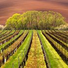 vines in the vineyard