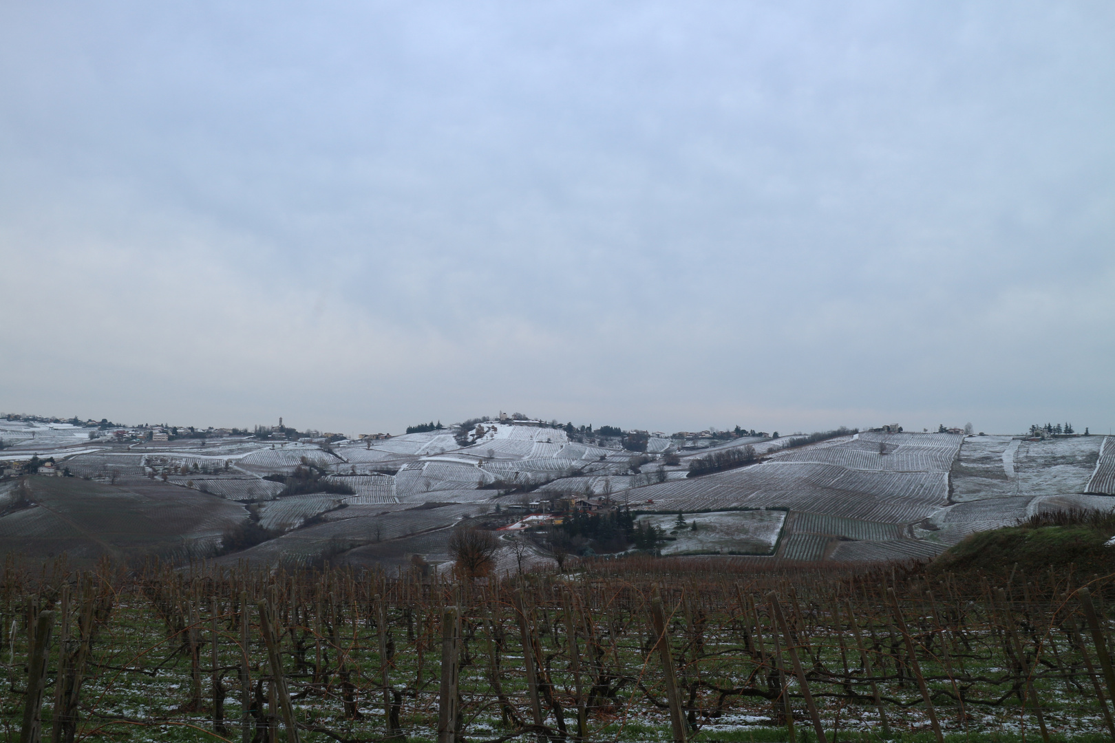 Vineyard and Snow