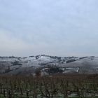 Vineyard and Snow